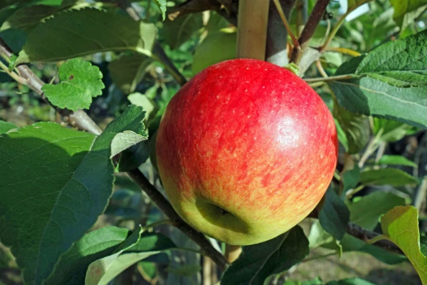 Productfoto Biologische appels