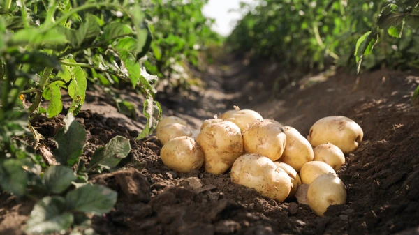 Productfoto Vastkokende aardappelen (2,5 kg)
