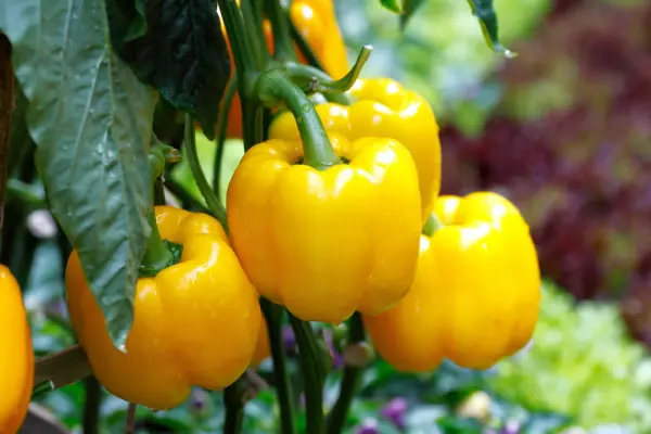 Productfoto Gele paprika