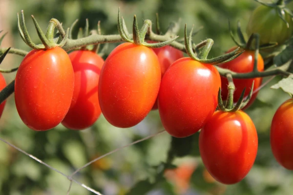 Productfoto Mini San Marzano tomaten