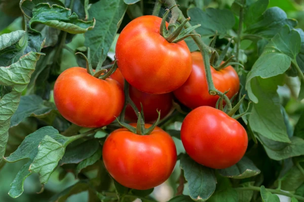 Productfoto Tomaten